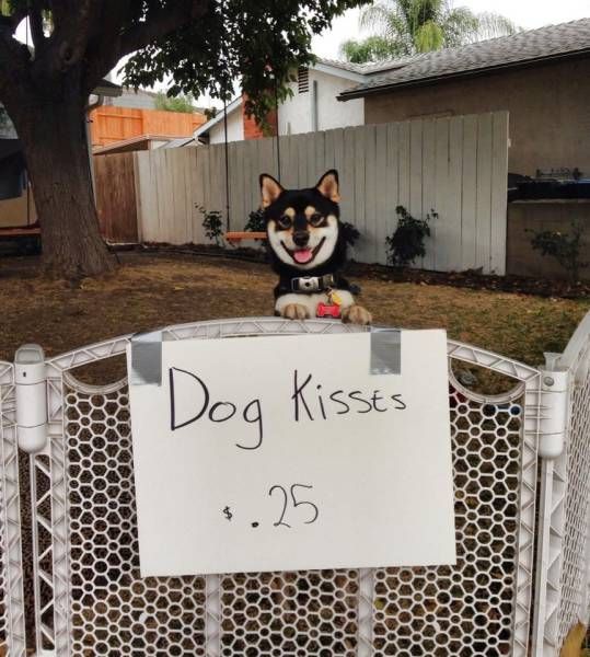 25ç dog kisses