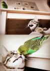 cat and bird are best friends
