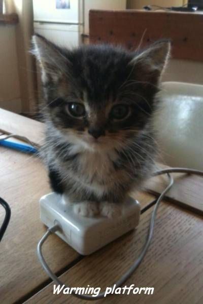 warming platform, kitten on power bar