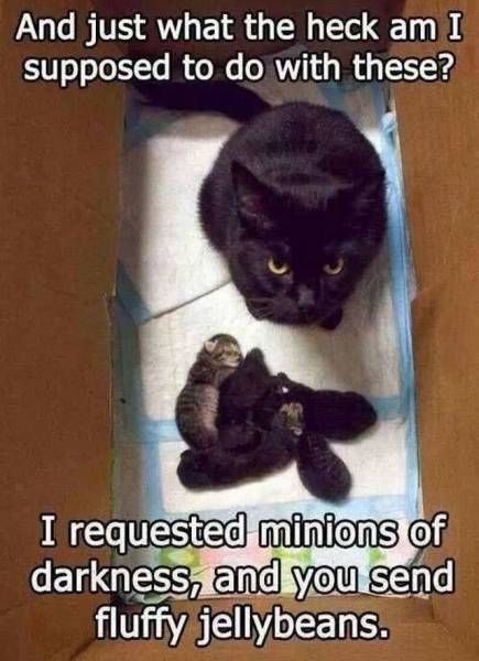 and just what the heck am i supposed to do with these?, i requested minions of darkness and you send me fluffy jellybeans