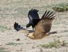 crow riding a hawk, wtf