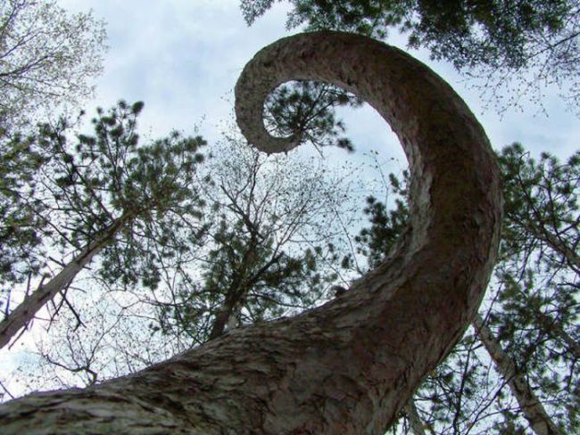 spiral tree is tripping me out
