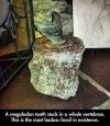a megalodon tooth stuck in a whale vertebrae, this is the most badass fossil in existence