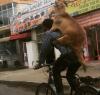 bringing your dog home from work on your bicycle, piggy back dog
