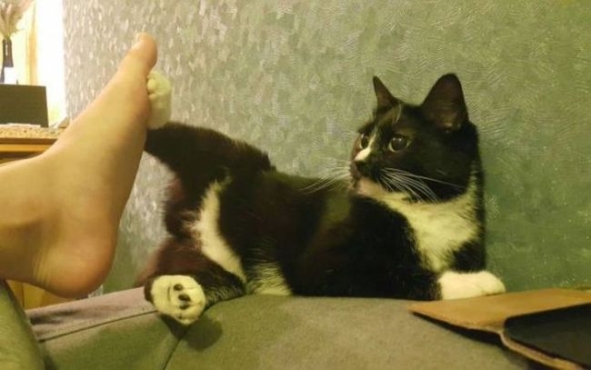 cat giving a low five