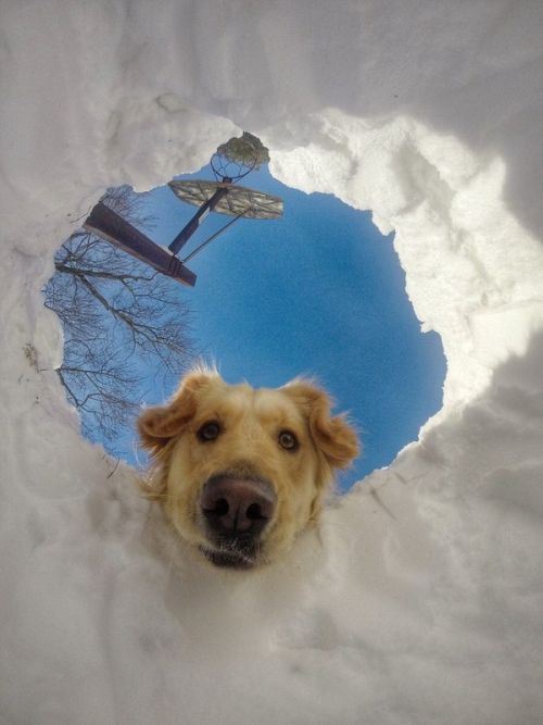 dog peering from snow hole