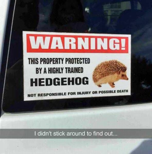warning!, this property is protected by a highly trained hedgehog, not responsible for injury or possible death