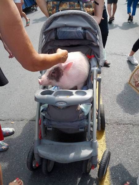 baby pig in a carriage