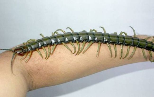 just a really long centipede, crazy long insect