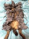 sleeping cat covered in stuffed rats