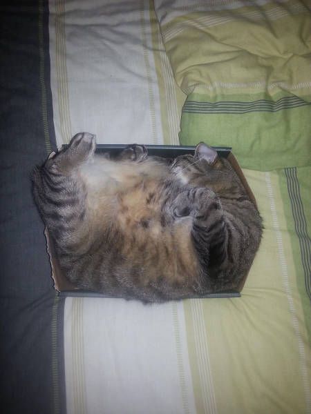 cat sleeps in box no matter the size