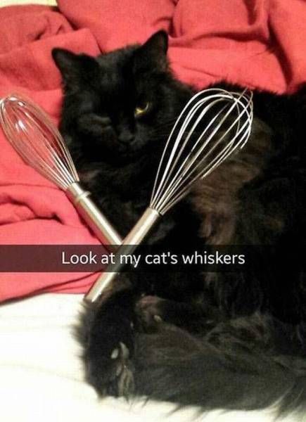 look at my cat's whiskers