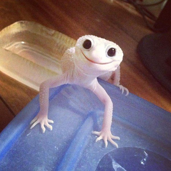 happy lizard is happy, reptilian smile