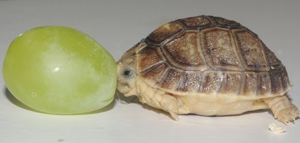 baby turtle and a grape