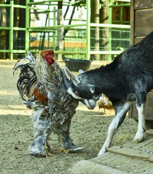 furry cock and bowing goat