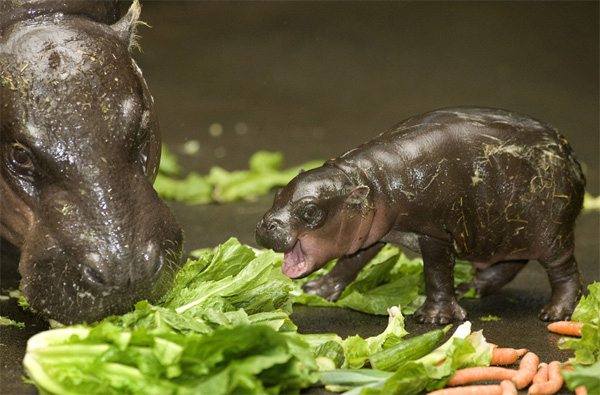 just a baby hippo eating lettuce