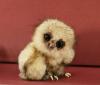 just a baby owl