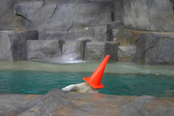 polar bear with head stuck in cone