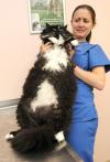 vet is worried about giant cat