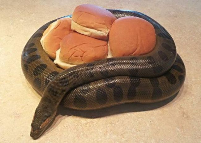 must be a north america snake, snake coiled around hamburgers