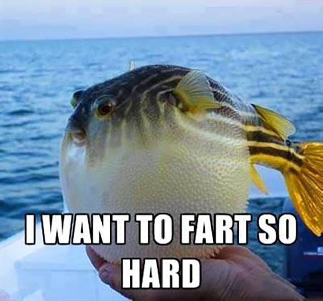 i want to fart so hard, blowfish meme