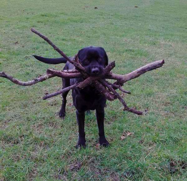 a dog with a lot of sticks in his mouth