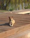 cat photobombing dog on dock