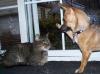 dog trying to get a high five from a cat