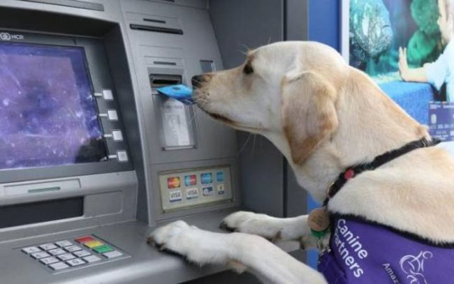 guide dog working an atm