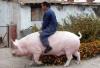 man riding giant pig