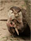 i made this, otter showing her baby