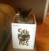 sour puss, grumpy cat in a box