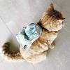 just a cat with a little backpack