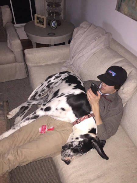 large dalmatian laying on owner's lap