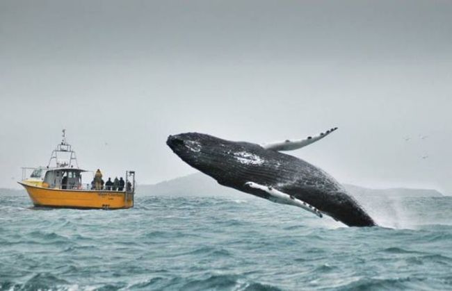 whale jump caught on camera