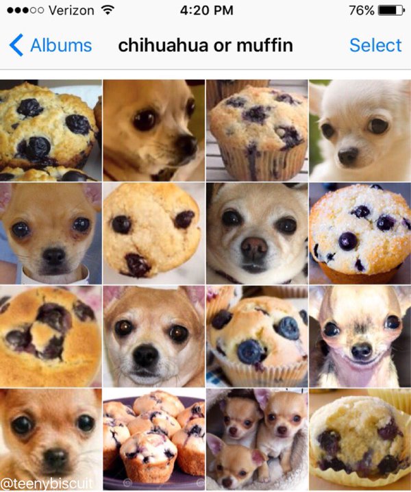 chihuahua or muffin?