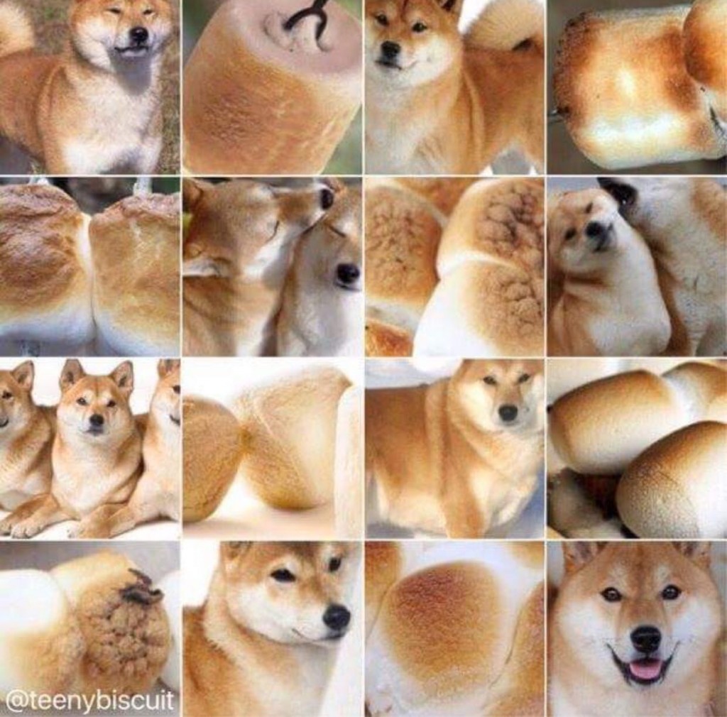 doge or marshmallow?
