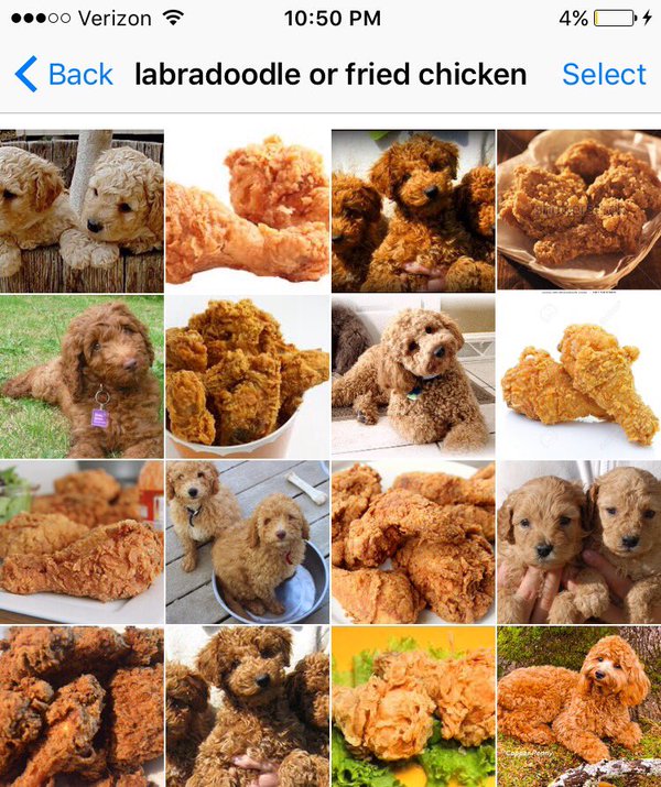 labradoodle or fried chicken?