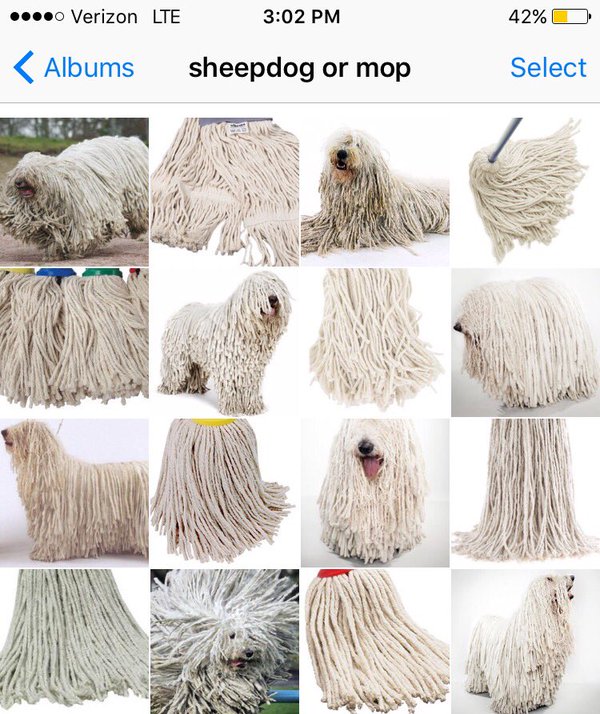 sheepdog or mop?
