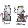the difference between a possum and an o'possum