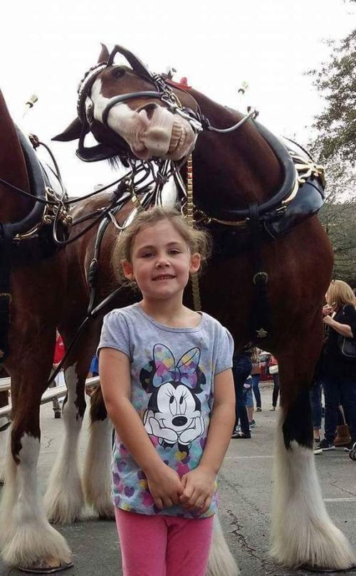 horse photobombing a little girl