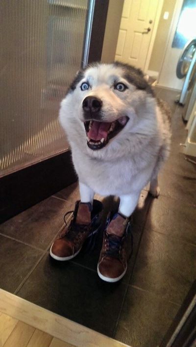 happy dog in boots is happy