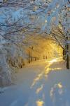 perfect snowy forest trail with yellow light at the end