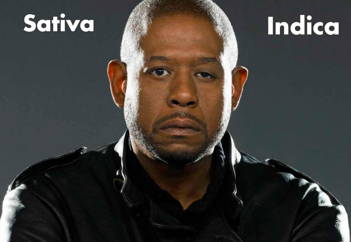 sativa versus indica