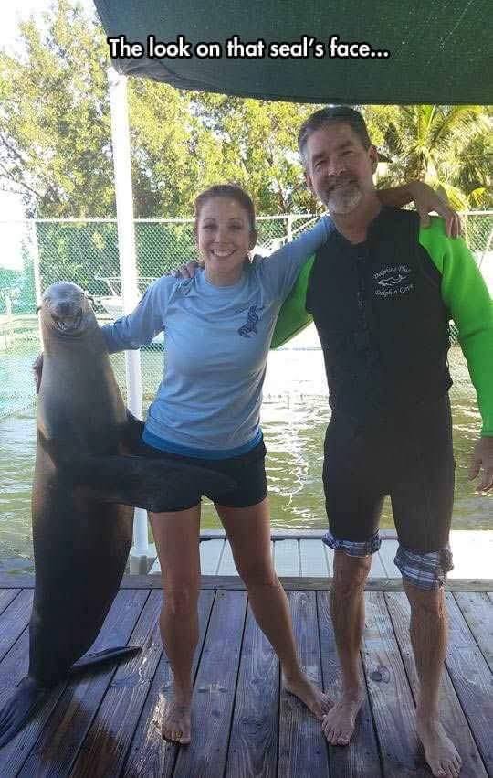 the look on that seal's face