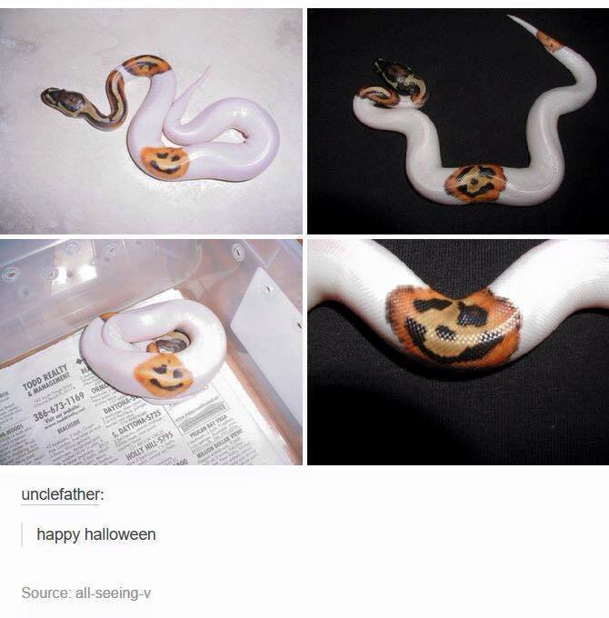the most halloween snake ever, jack o lantern pattern on snake skin, happy face, pumpkin