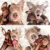 when best friends take a series of selfies, dogs