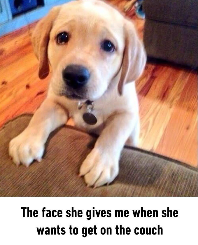 sad puppy dog eyes