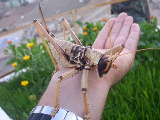 just a giant grasshopper