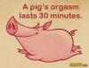 a pig's orgasm lasts 30 minutes, proof that making bacon is really fun